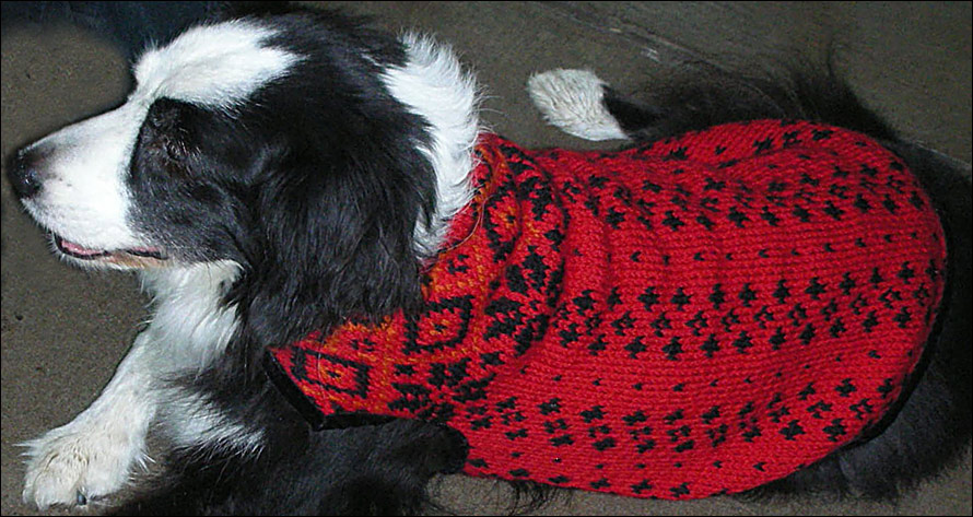 One of the nine sweaters Paul knit for Can-Do Canines.