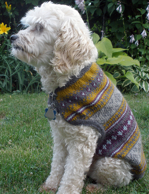 Paul's dog, Gussie, models the completed dog sweater.