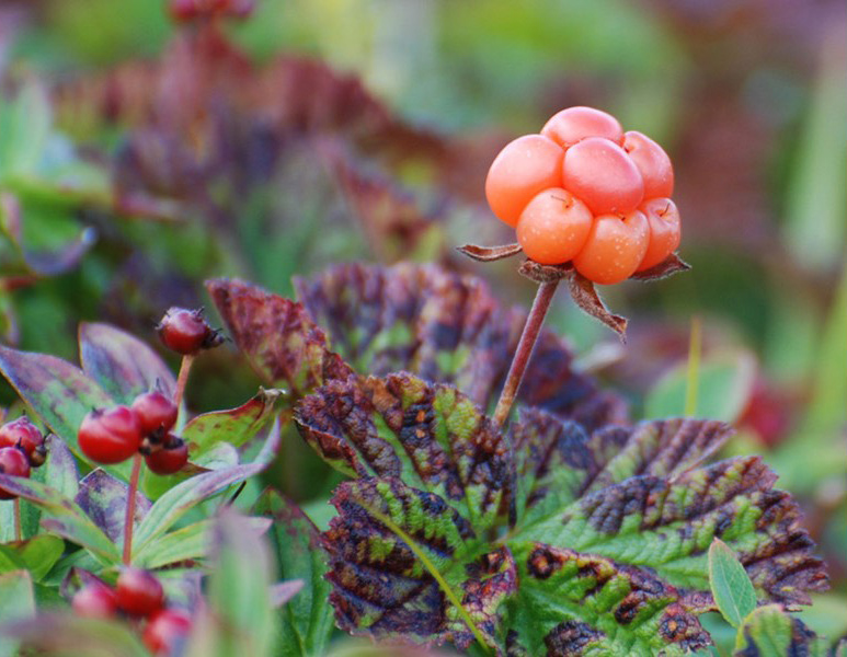 It’s Strawberry Season In Norway - Ingebretsen's Nordic Marketplace