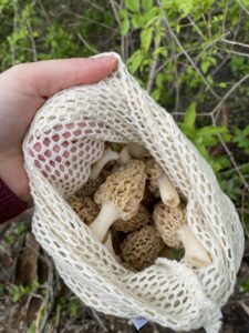 foraged morel mushrooms