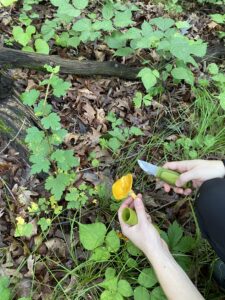 foraging for mushrooms